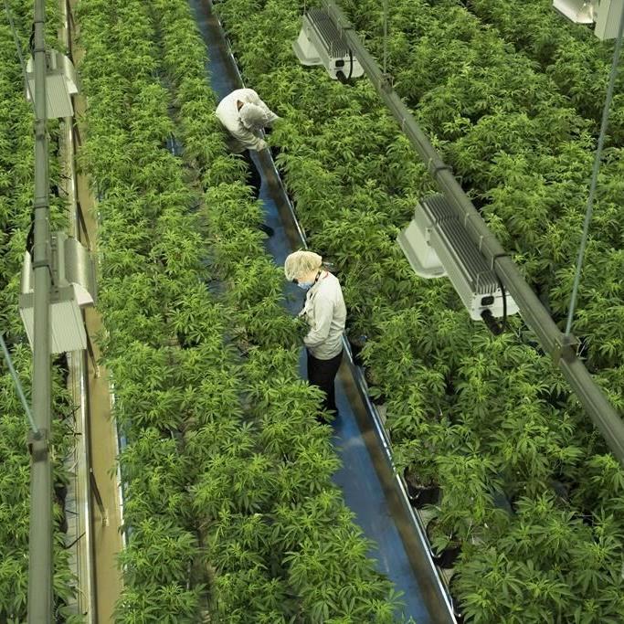 Canopy Growth CEO hopeful for cannabis reforms after U.S. midterms